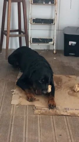 Cachorro  - Foto 2