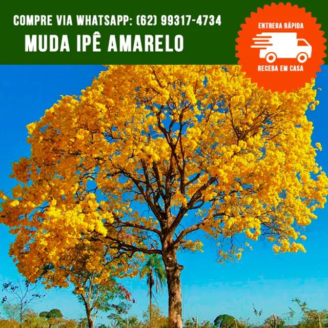 Muda de Ipê Amarelo