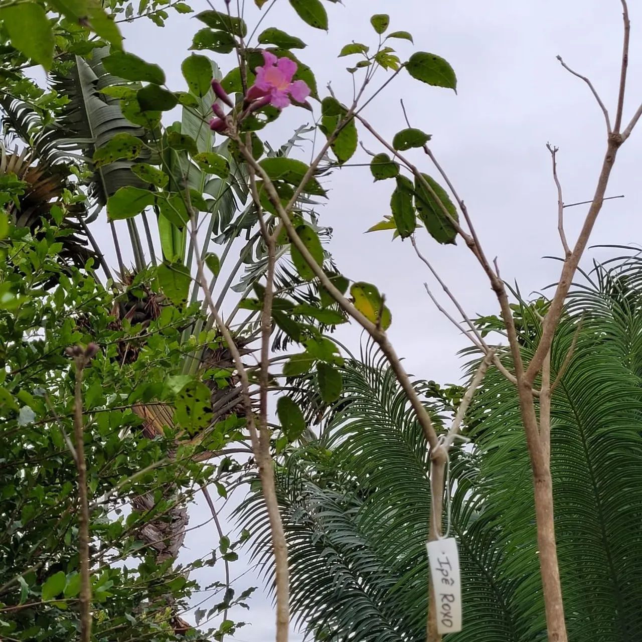 IPÊS  FLORESCENDO  - Foto 2
