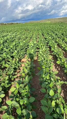 Fazenda de 479 alq em Ipameri-GO
