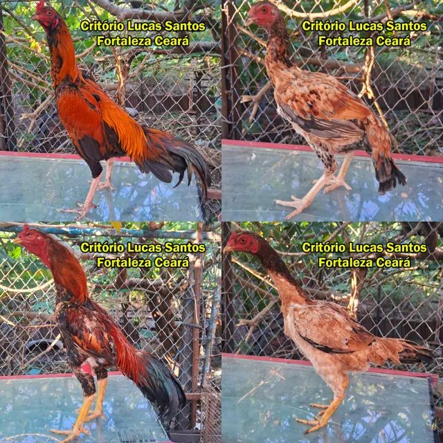 Galinhas aqui - Foto 3