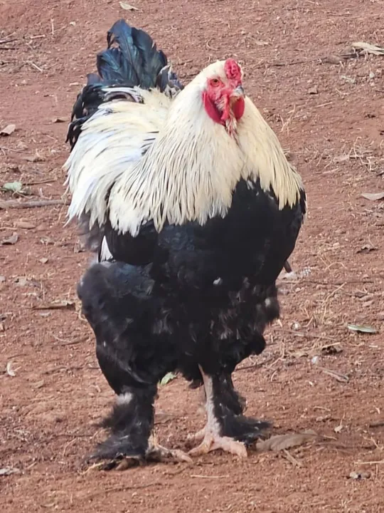 Brahma Dark - pintos, frangos e adultos