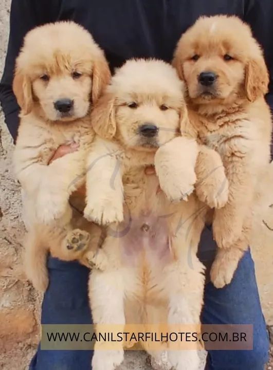    Filhotes de Golden Retriever Macho e Fêmea - Pronta entrega com Vacina Pedigree Exame - Foto 3