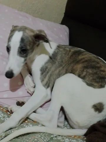 Olx whippet puppies for hot sale sale