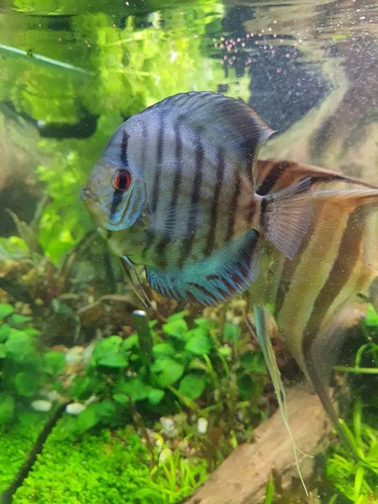 Disco azul turquesa para aquário - Foto 2