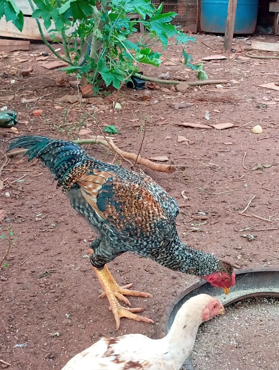 Frango