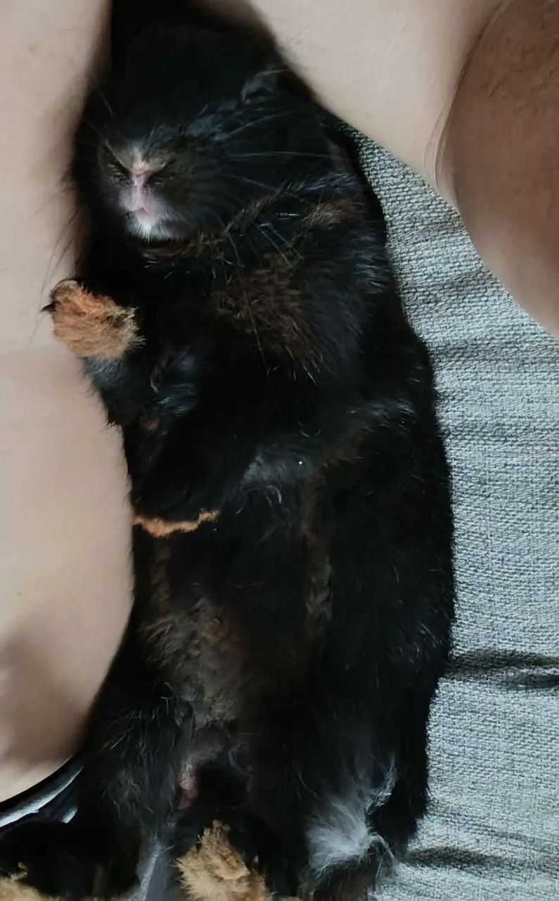 Estou doando esse coelho 