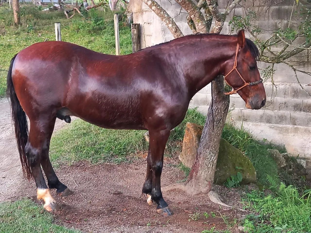 Cavalo MangaLarga, lindo, mando, capado, bem tratado  - Foto 2