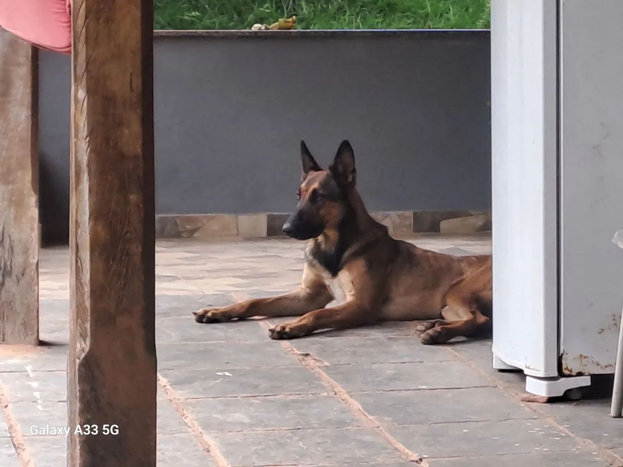 Pastor belgas malinois - Foto 2