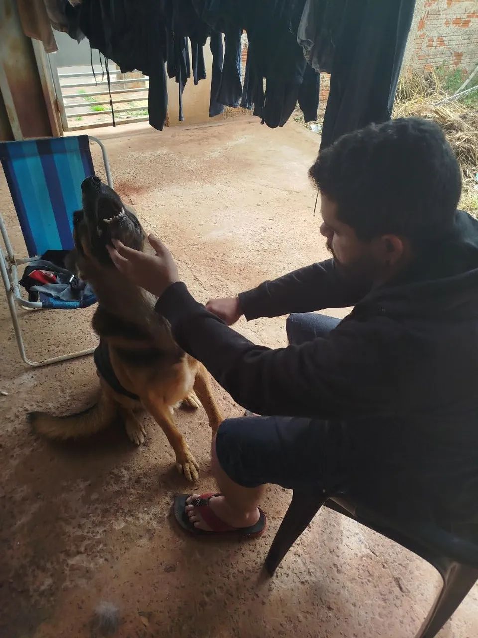 Procura-se filhote de pastor alemão fêmea - Foto 2