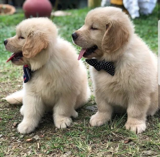 Golden Retriever somos criadores especializados a mais de 10 anos, com suporte veterinário - Foto 2