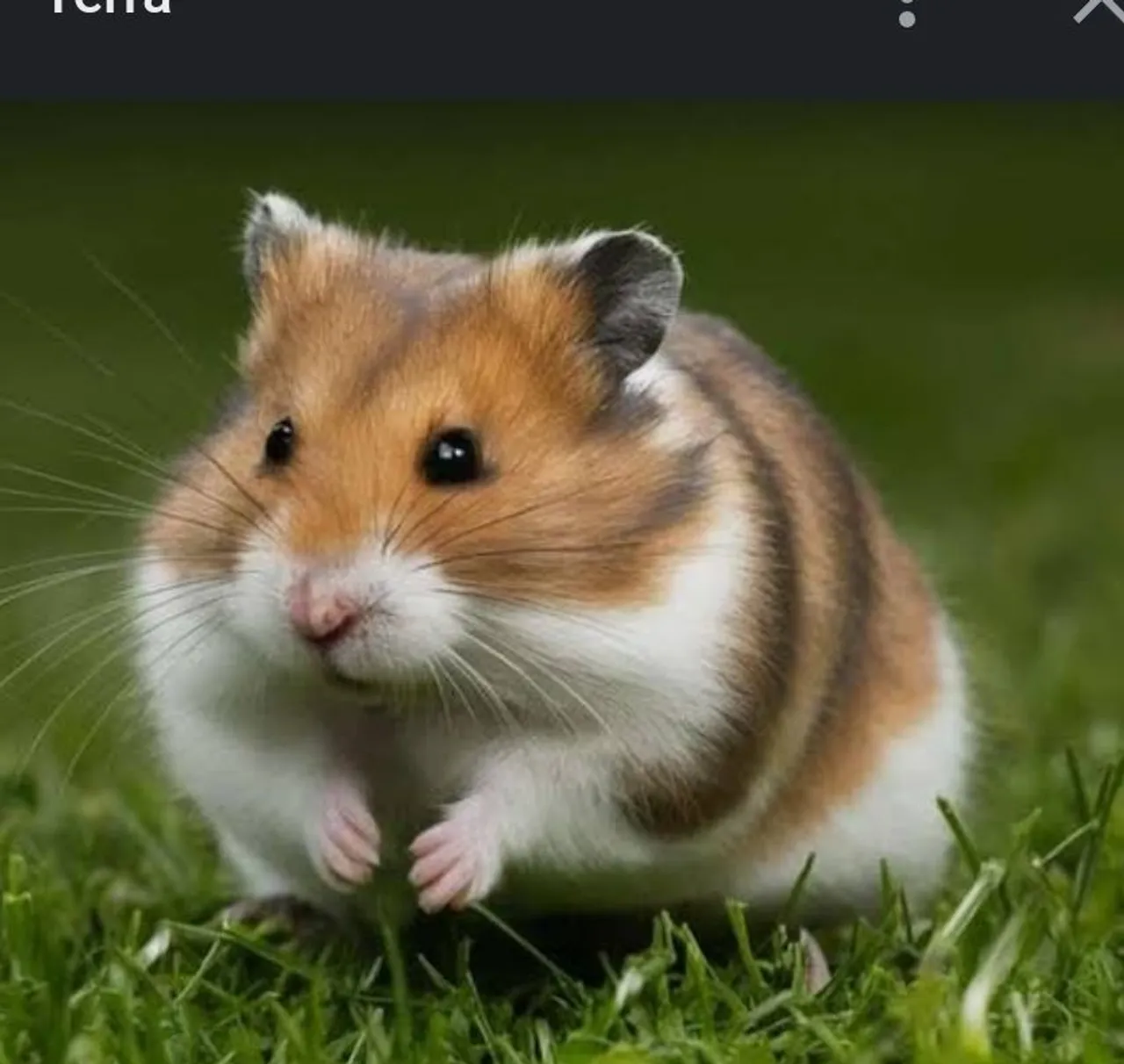 Hamster fofinho