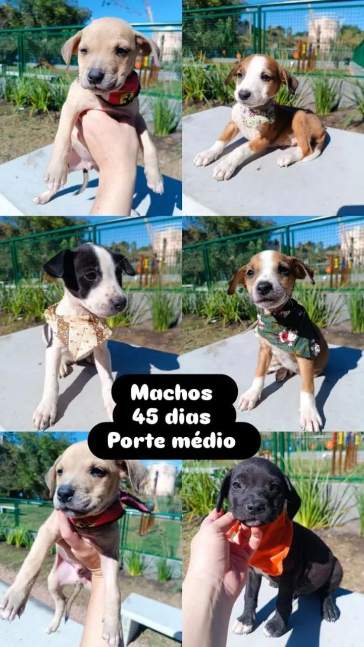  filhotes para adoção responsável  - Foto 2