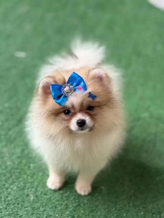 Fêmea de Lulu da pomerania minúscula  - Foto 3