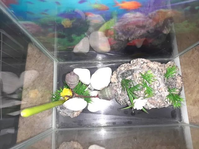 Aquário pequeno com enfeites  - Foto 3