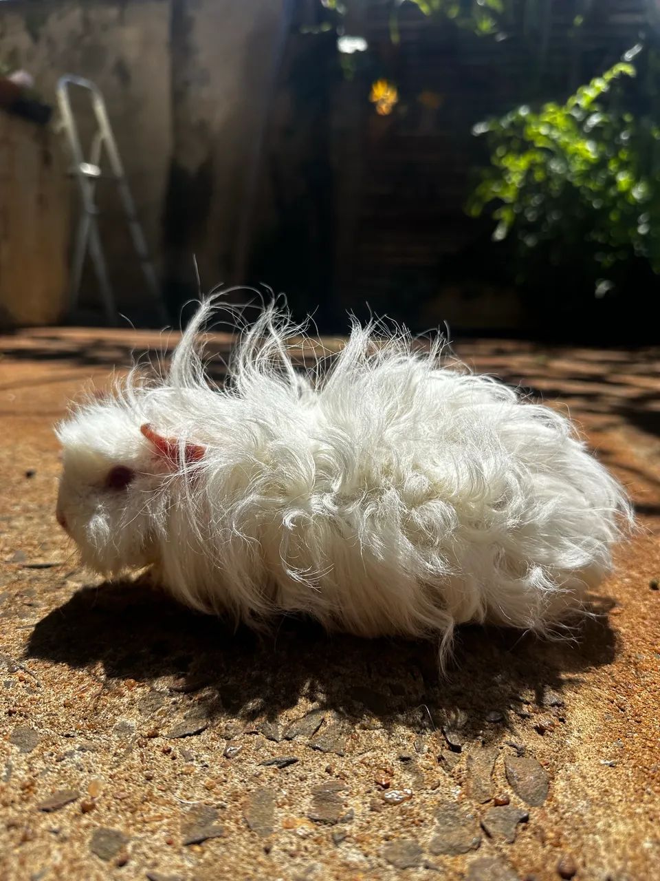 Porquinho da india texel/alpaca pelo longo 