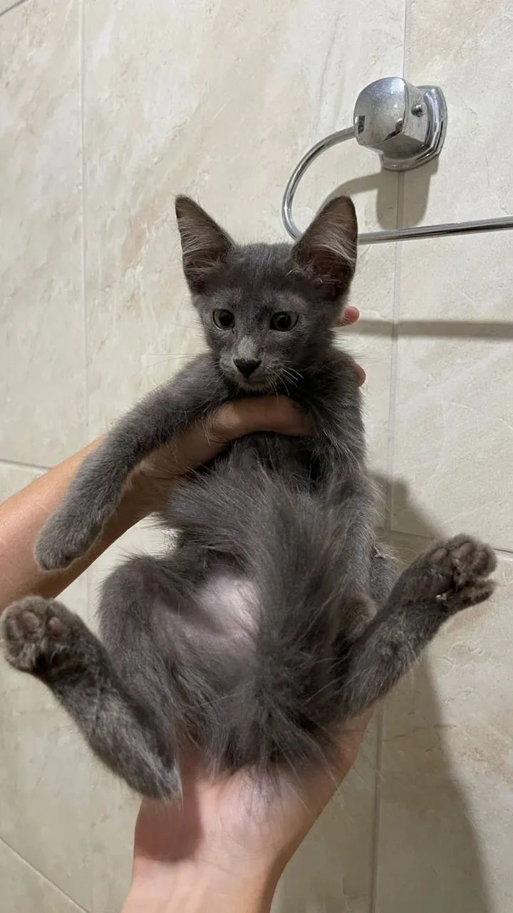 Gatinha dócil cinza  - Foto 2
