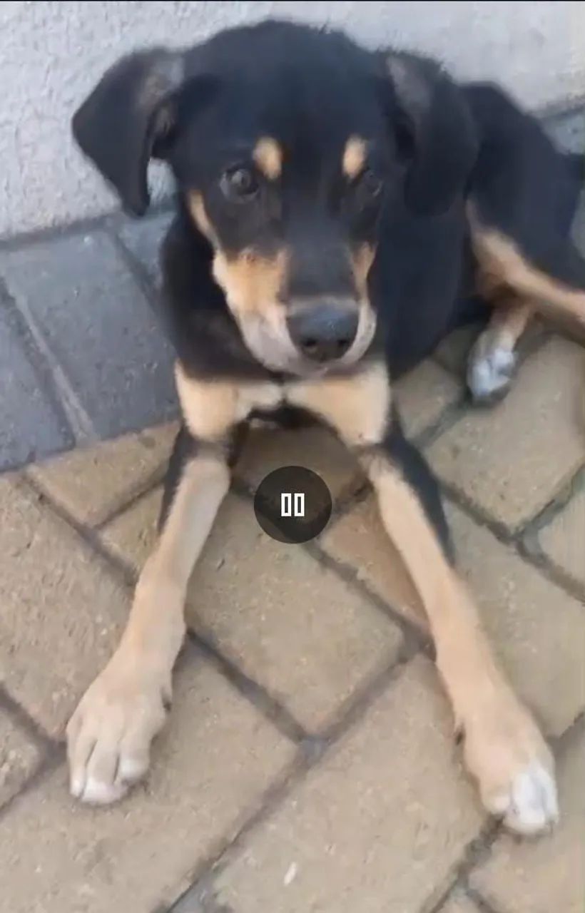 Filhote de cachorro abandonado para adoção - Foto 4