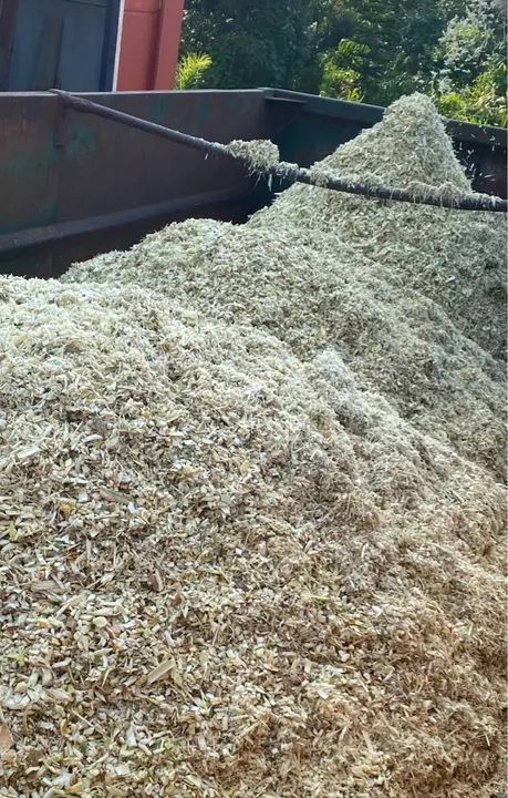 Pupunha Triturada R$0,10 o KG - Foto 3