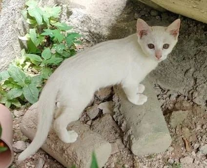 Gatinho pra doação responsável.