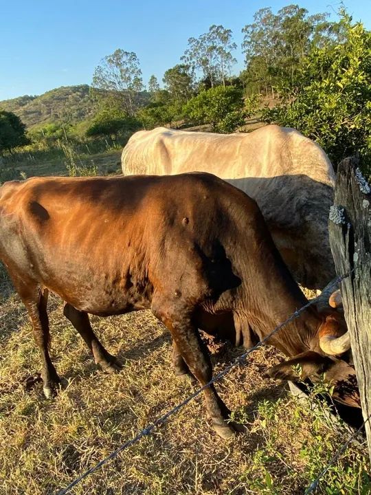 Venda de 03 bois , sendo dois bois adultos e um bezerro - Foto 2