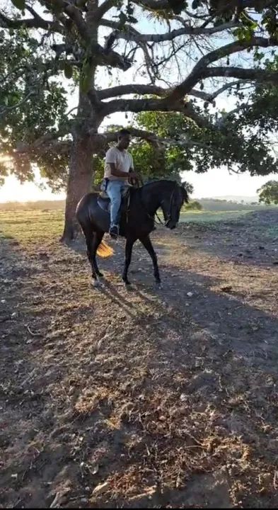 POTRO MANGALAGA  TRÊS ANOS  - Foto 2