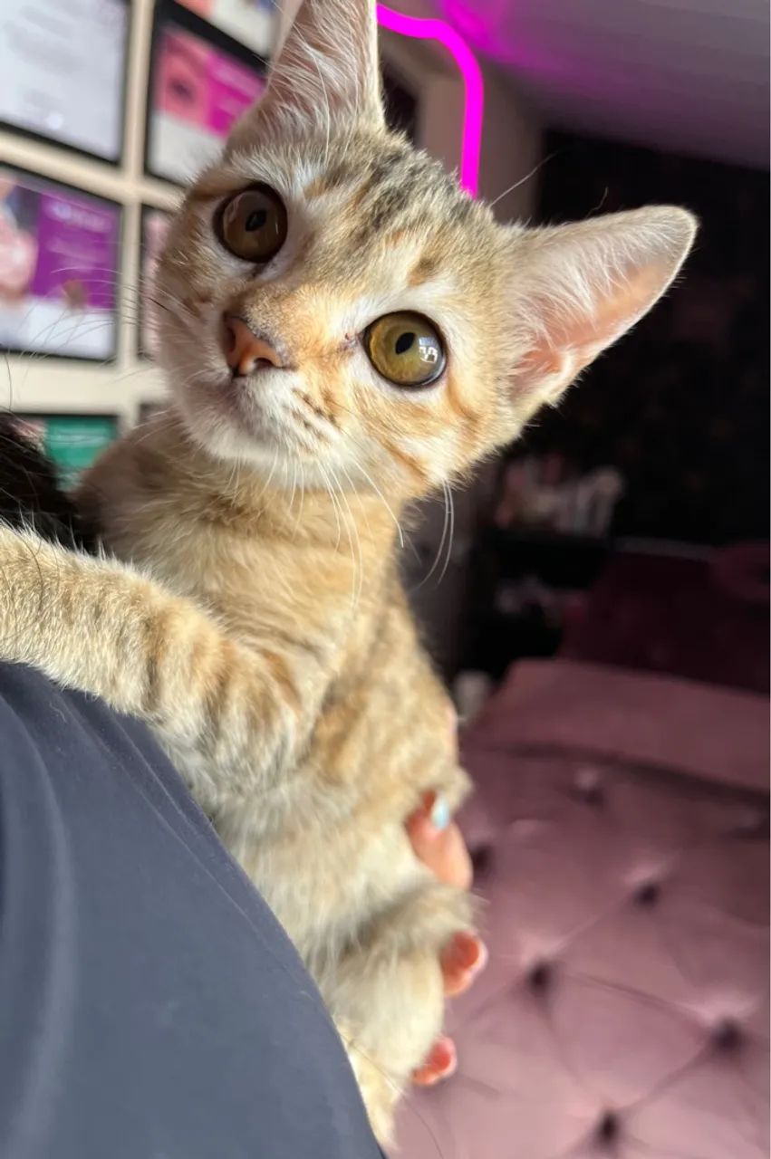 Gatinha linda e amorosa para adoção