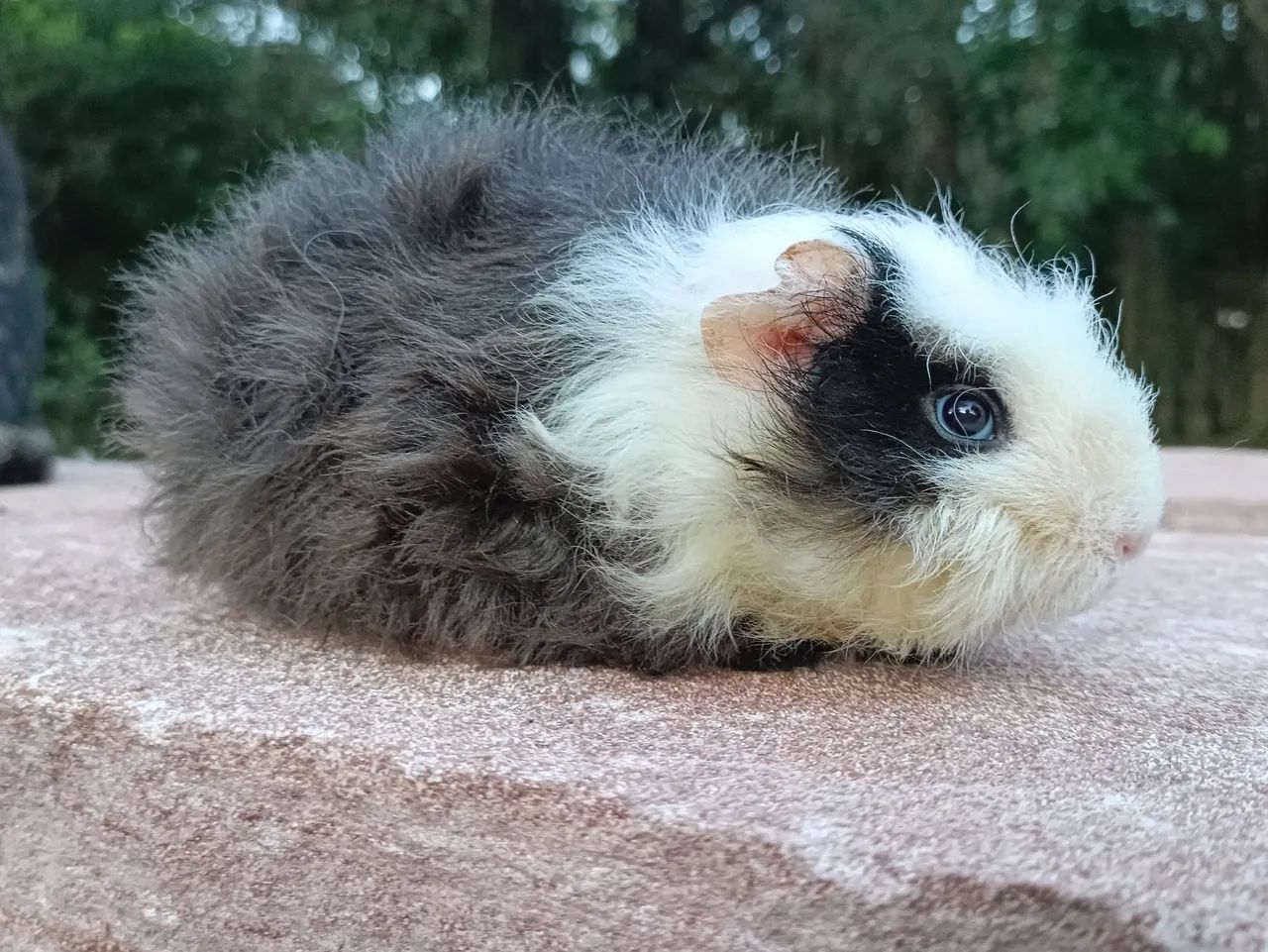 Porquinho da índia  - Foto 2