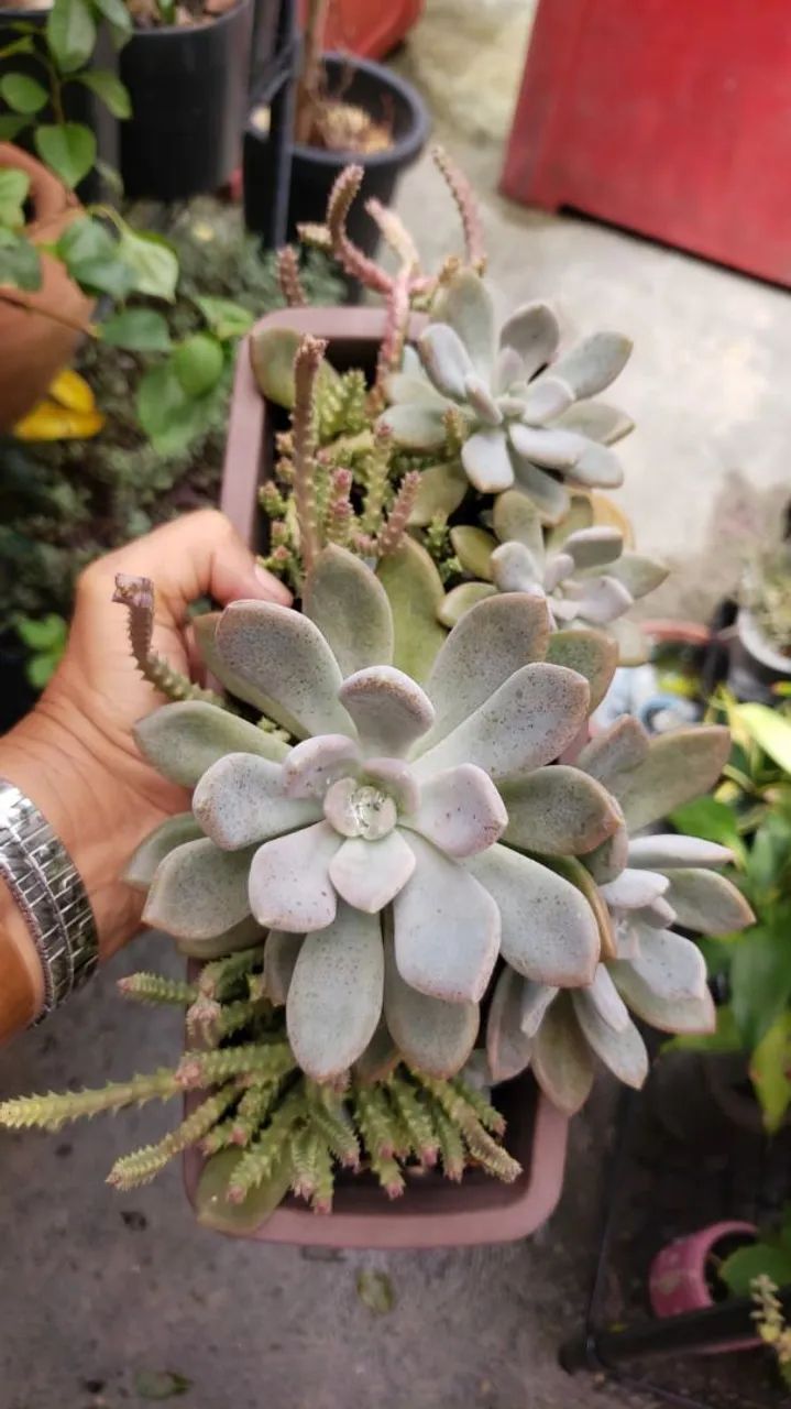 Arabicum de 10 e de 20 reais - Foto 5