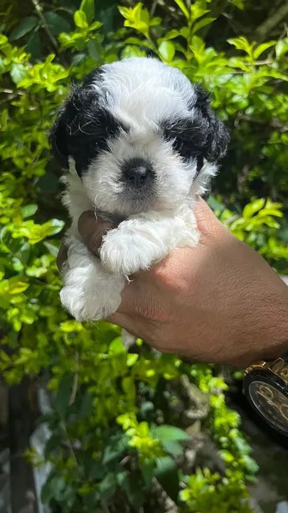 "Venda de Shih Tzu: Filhotes Adoráveis e Cheios de Energia!"