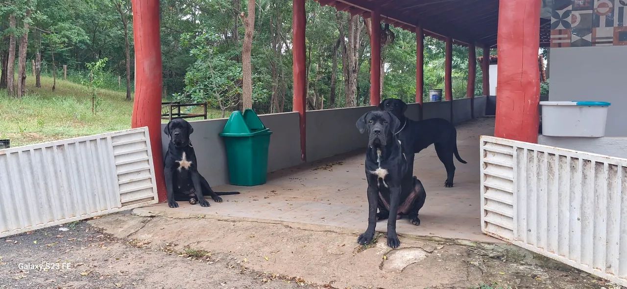Filhotes de Cane Corso - Foto 4
