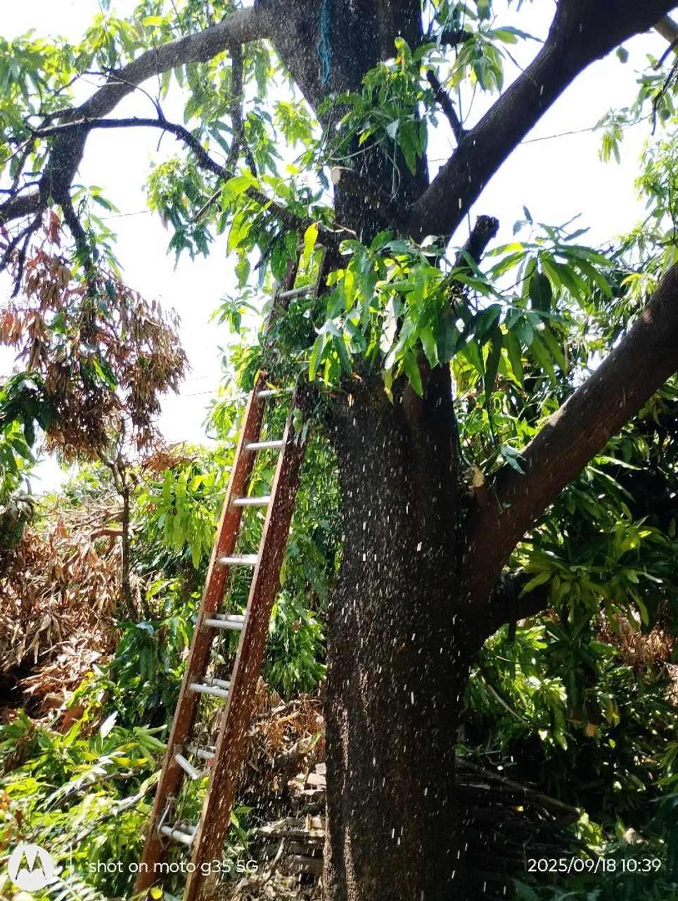 Poda e corte de árvores - Foto 3
