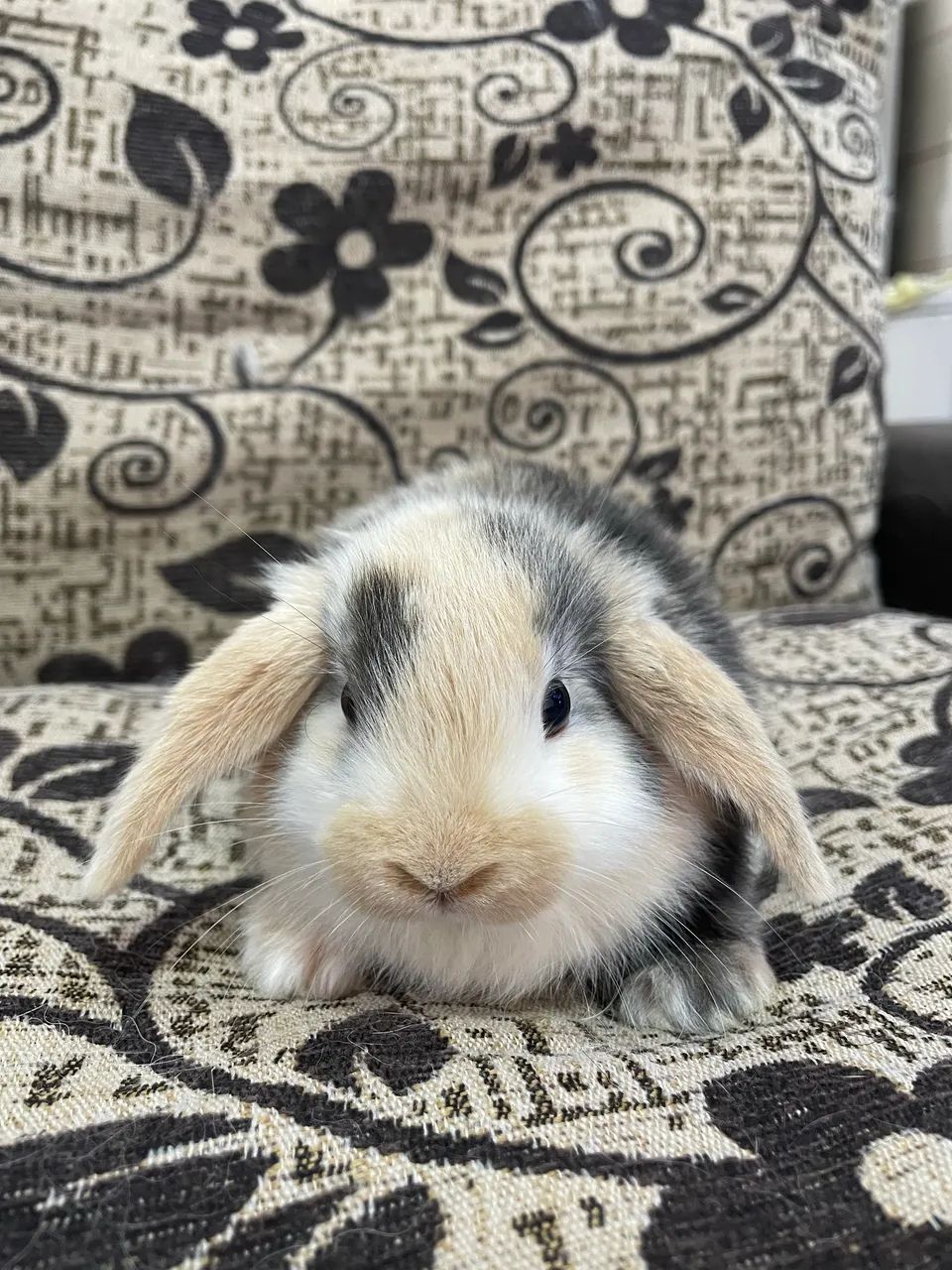 Mini lop filhotes - Foto 3
