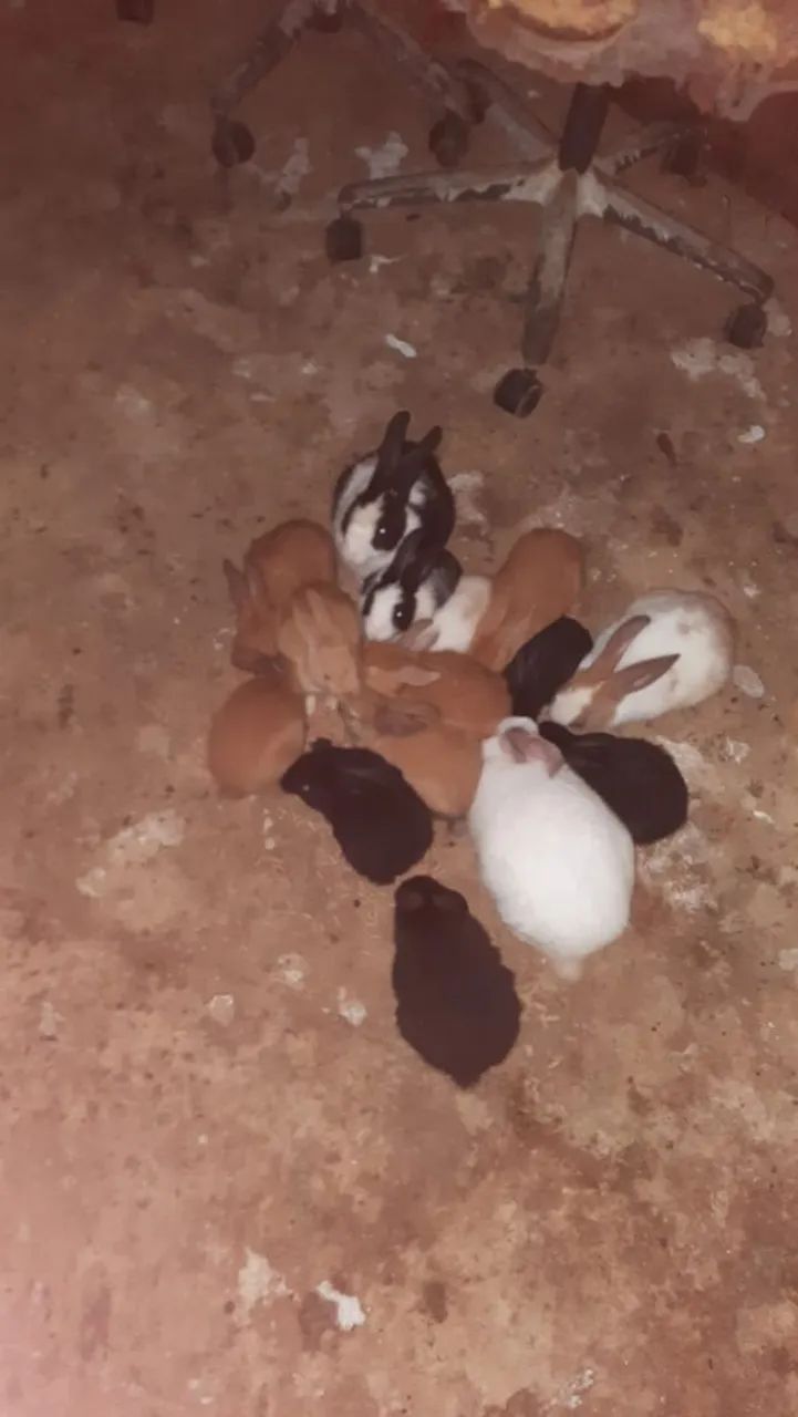 Coelhinhos fofos para venda  - Foto 2