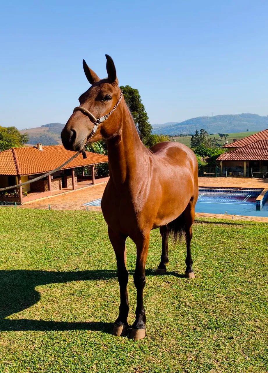 Égua Marcha Picada  Mangalarga Marchador  - Foto 4