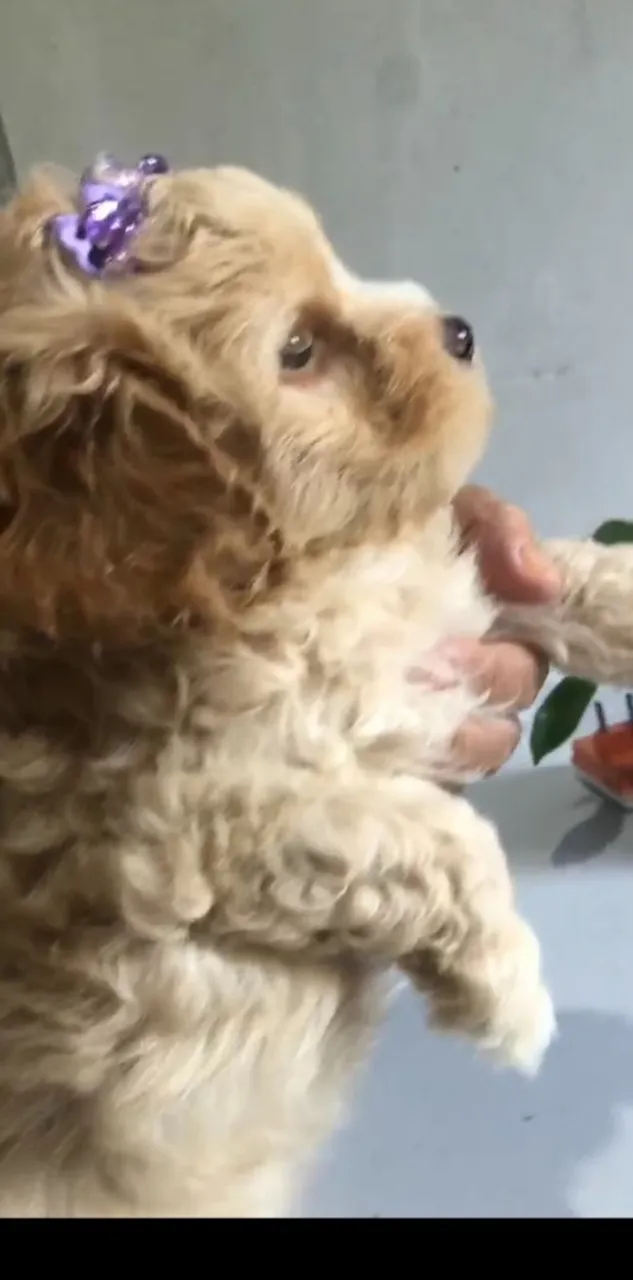 Filhote de Poodle fêmea
