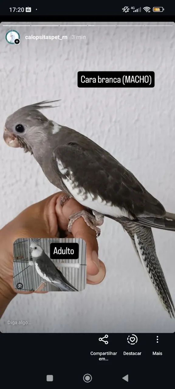 Poleiro madeira  - Foto 3