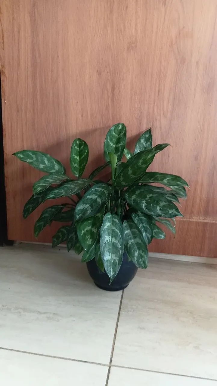 Plantas diversas - Foto 3