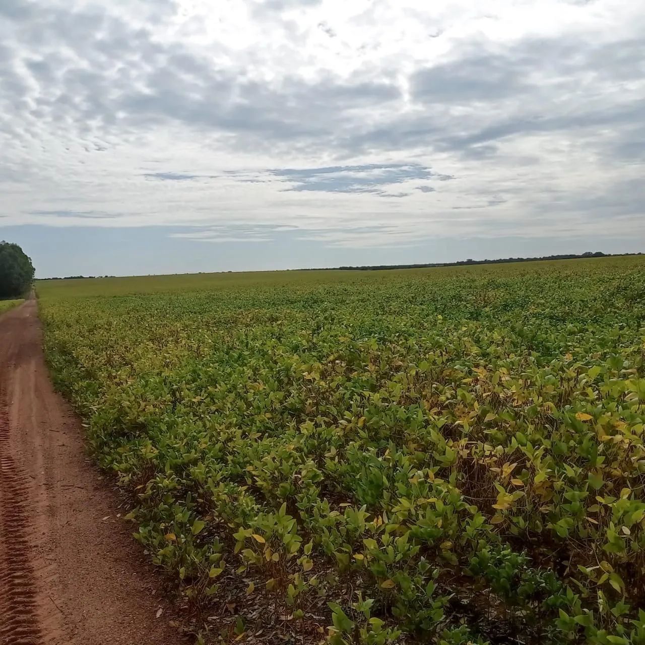 Fazenda de arrendamento 600hec em Canarana MT. - Foto 3
