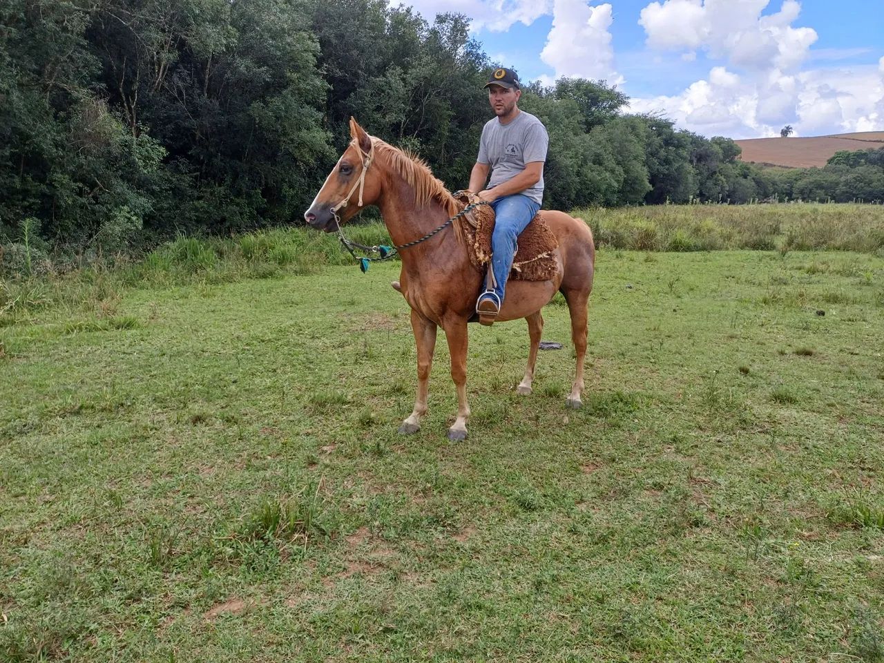 Cavalo quarto de milha de confiança  - Foto 2