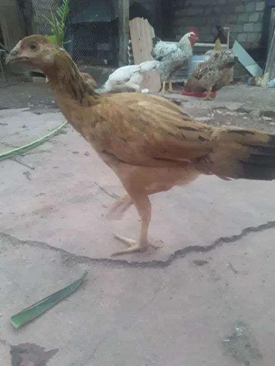 Vendo galinhas  caipira 