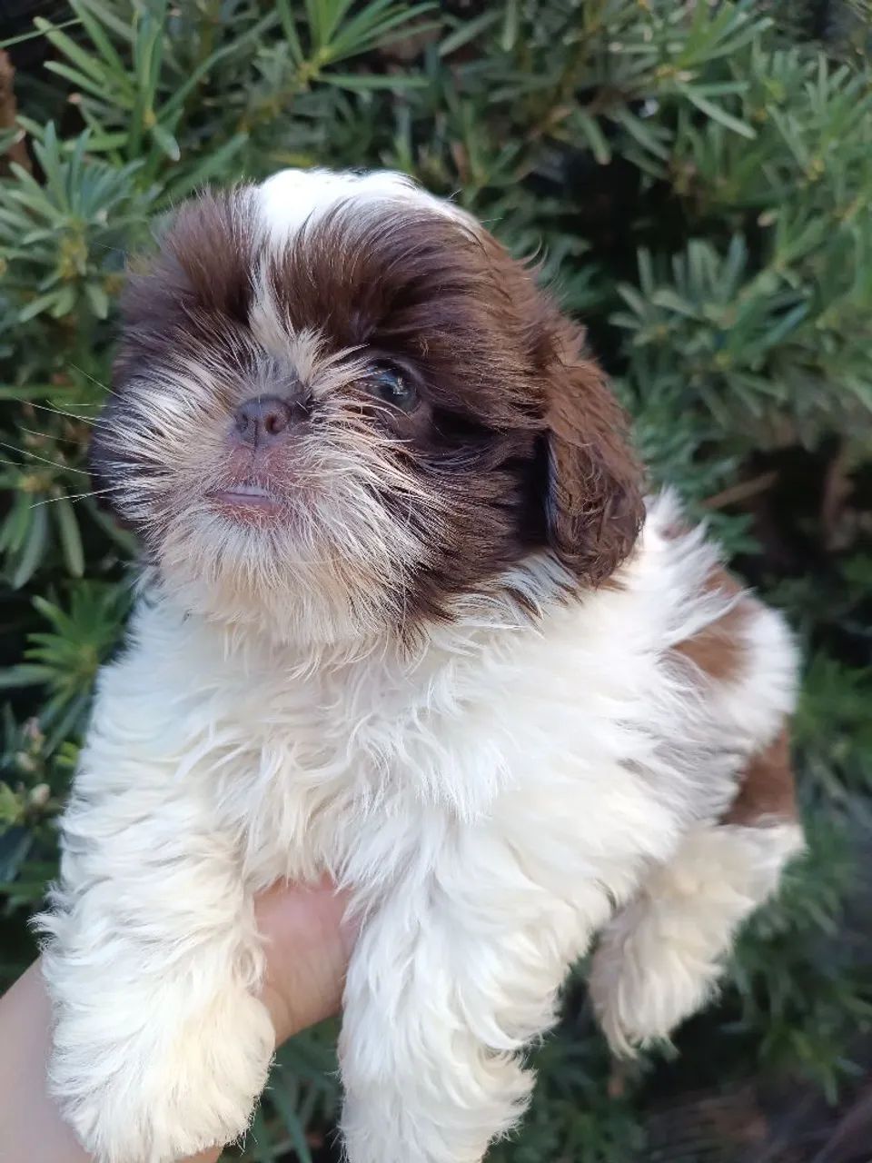Filhote Shih Tzu 