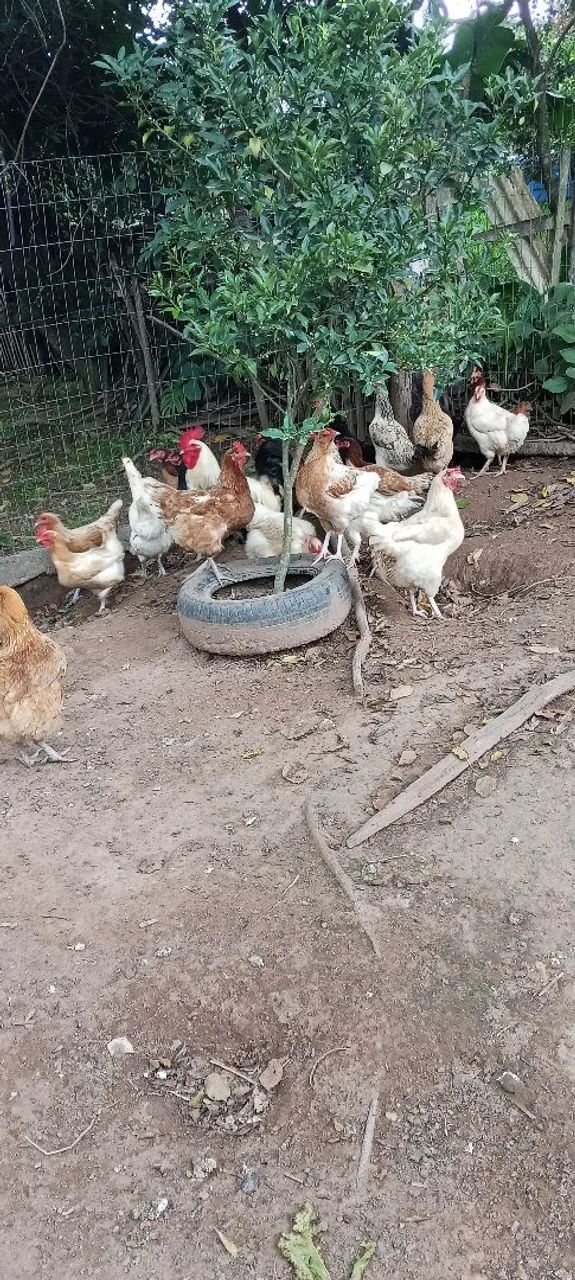 Vendo galinhas adultas (a sua escolha) - Foto 4