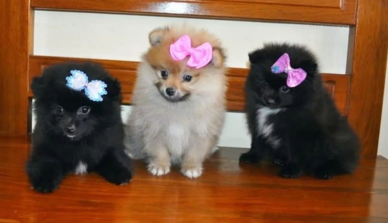 Lulu da Pomerania anao /// spitz alemao anao black fêmeas perfeita parcelamos até 18 vezes - Foto 4