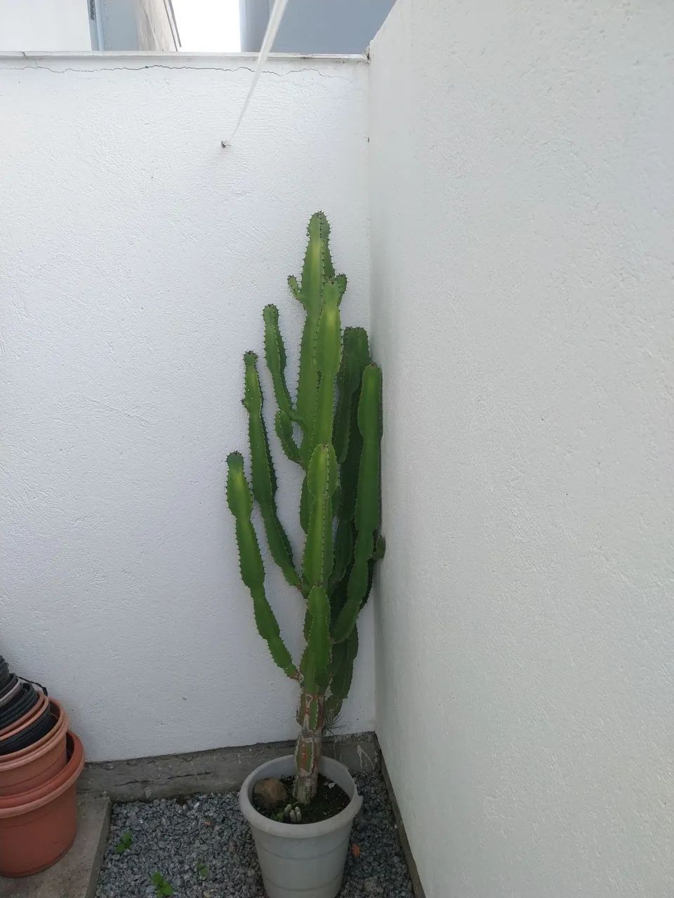Cactos  - Foto 2