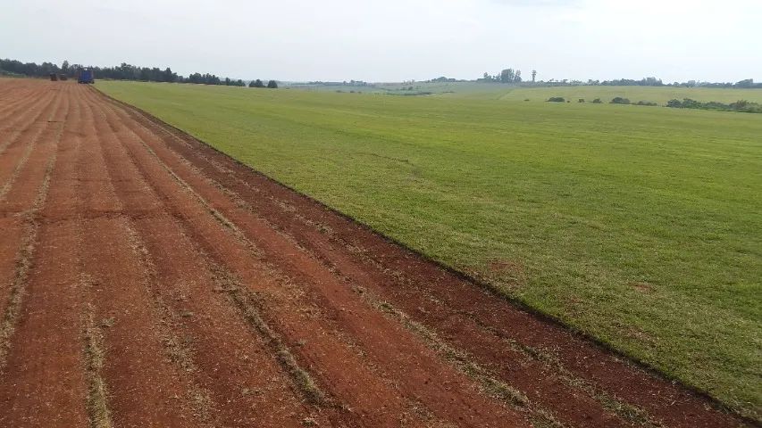 Grama Natural Para Todo Paraná - Foto 4
