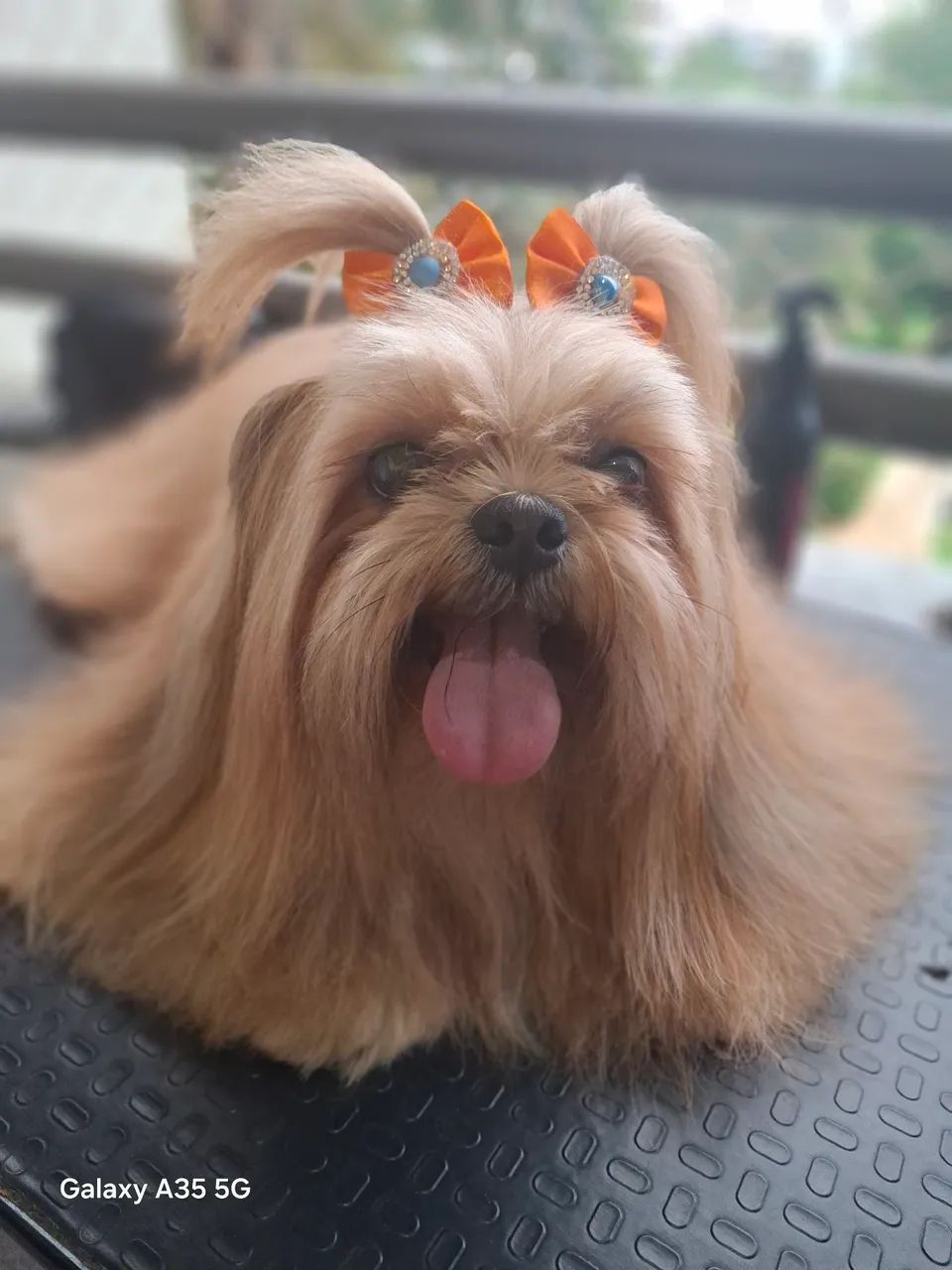 Banho e tosa adomicilio no conforto de sua casa ? - Foto 4