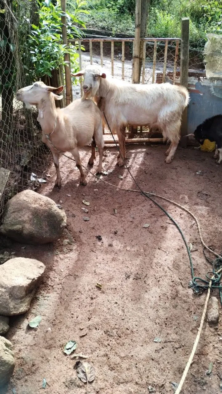 Cabras para venda