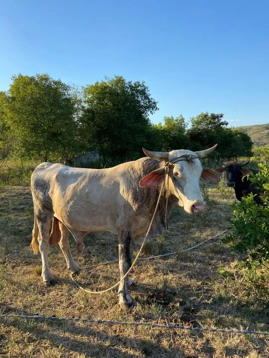 Venda de 03 bois , sendo dois bois adultos e um bezerro - Foto 6