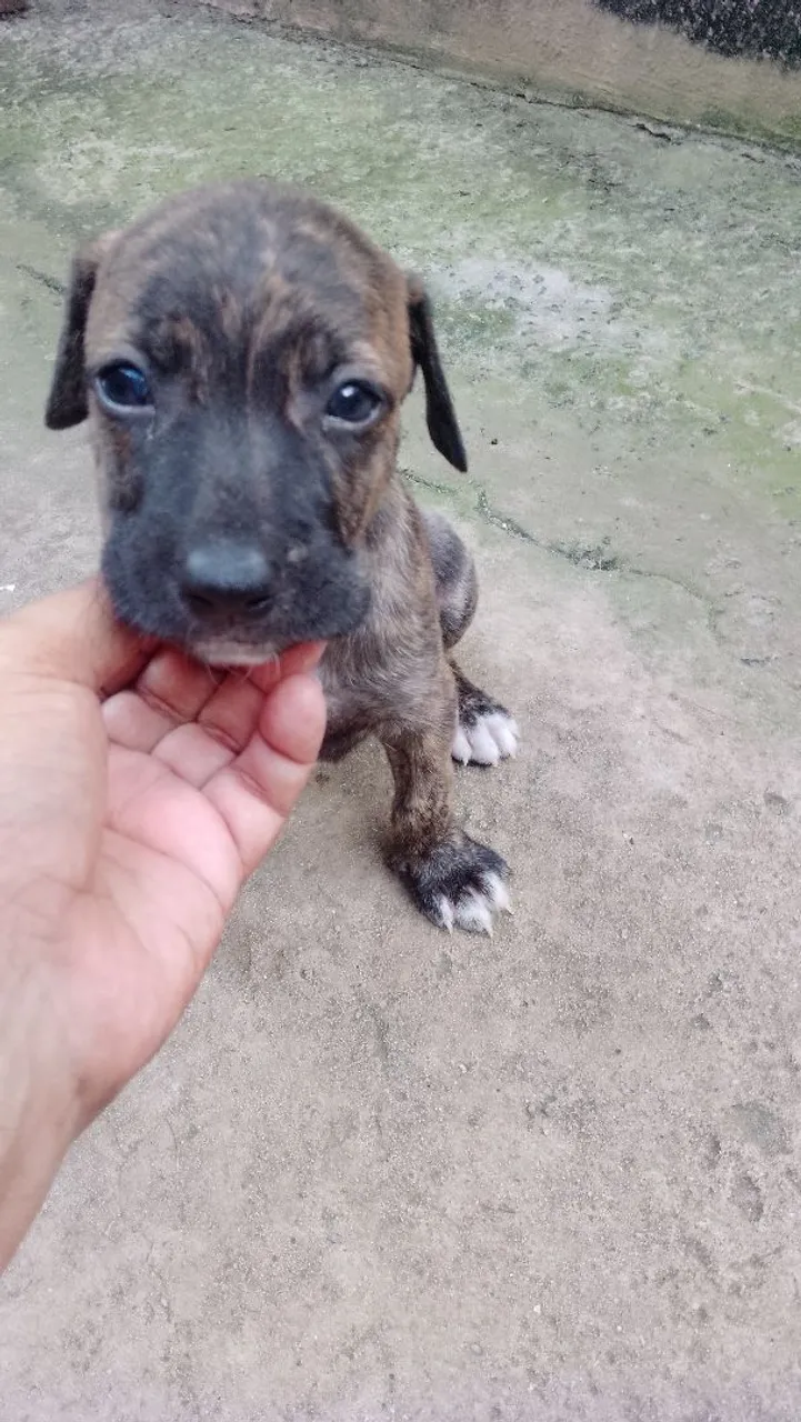 Cachorrinho macho sem raça definida